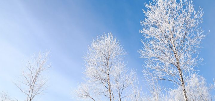 雪をかぶった木々と青空の写真