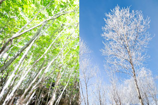 夏と冬の木の合成写真
